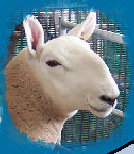 mulesheep001001.jpg