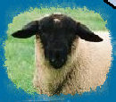 mulesheep001002.jpg