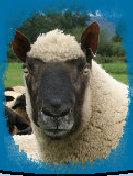 mulesheep001003.jpg