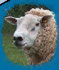 mulesheep001005.jpg