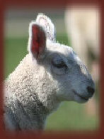 mulesheep005001.jpg