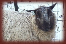 mulesheep006001.jpg