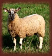 mulesheep007001.jpg