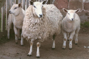 mulesheep016002.jpg